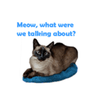 PhePhe Meow 1（個別スタンプ：5）