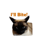 PhePhe Meow 1（個別スタンプ：7）