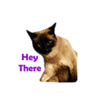 PhePhe Meow 1（個別スタンプ：8）