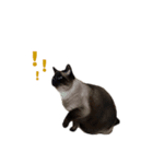 PhePhe Meow 2（個別スタンプ：1）