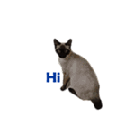 PhePhe Meow 2（個別スタンプ：3）