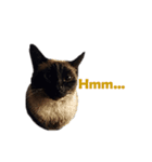 PhePhe Meow 2（個別スタンプ：5）