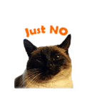 PhePhe Meow 2（個別スタンプ：9）