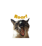 PhePhe Meow 2（個別スタンプ：11）