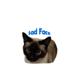 PhePhe Meow 2（個別スタンプ：12）