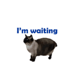 PhePhe Meow 2（個別スタンプ：14）