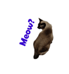 PhePhe Meow 2（個別スタンプ：16）