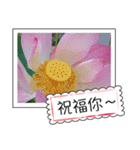 lotus greeting card（個別スタンプ：1）