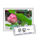 lotus greeting card（個別スタンプ：2）