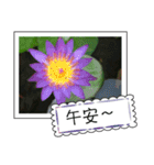 lotus greeting card（個別スタンプ：3）