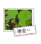 lotus greeting card（個別スタンプ：4）