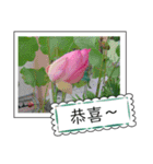 lotus greeting card（個別スタンプ：5）