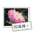 lotus greeting card（個別スタンプ：6）