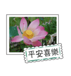 lotus greeting card（個別スタンプ：8）