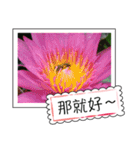 lotus greeting card（個別スタンプ：9）