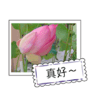 lotus greeting card（個別スタンプ：10）