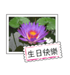 lotus greeting card（個別スタンプ：13）