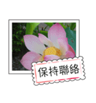 lotus greeting card（個別スタンプ：14）