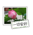 lotus greeting card（個別スタンプ：15）