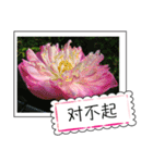 lotus greeting card（個別スタンプ：16）