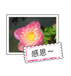 lotus greeting card（個別スタンプ：17）