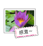 lotus greeting card（個別スタンプ：18）