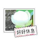lotus greeting card（個別スタンプ：19）
