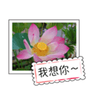 lotus greeting card（個別スタンプ：20）