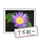 lotus greeting card（個別スタンプ：21）