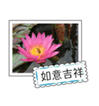 lotus greeting card（個別スタンプ：22）