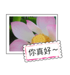 lotus greeting card（個別スタンプ：23）
