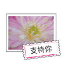 lotus greeting card（個別スタンプ：25）