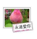 lotus greeting card（個別スタンプ：26）