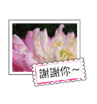 lotus greeting card（個別スタンプ：27）