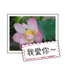lotus greeting card（個別スタンプ：28）