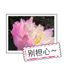 lotus greeting card（個別スタンプ：29）