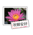 lotus greeting card（個別スタンプ：30）