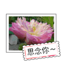 lotus greeting card（個別スタンプ：31）