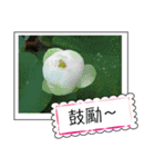 lotus greeting card（個別スタンプ：32）