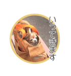 ちわわのちーちゃん（個別スタンプ：1）