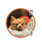 ちわわのちーちゃん（個別スタンプ：2）