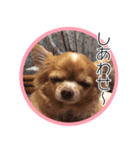 ちわわのちーちゃん（個別スタンプ：3）