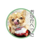 ちわわのちーちゃん（個別スタンプ：7）