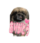 pekinese fuuta（個別スタンプ：1）