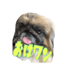 pekinese fuuta（個別スタンプ：2）