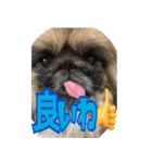 pekinese fuuta（個別スタンプ：3）