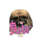 pekinese fuuta（個別スタンプ：4）