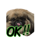 pekinese fuuta（個別スタンプ：5）