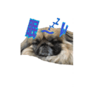 pekinese fuuta（個別スタンプ：7）