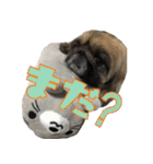 pekinese fuuta（個別スタンプ：9）